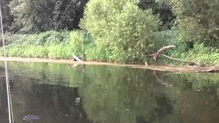 River Otters on the James in Virginia [upl. by Herschel]