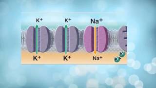 AampP 1 Neuron Membrane Physiology Part 1 Resting Membrane Potential [upl. by Halley]