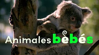 Bebes Australianas  Bebés de Animales  Temporada 1 Episodio 8 [upl. by Schroder38]