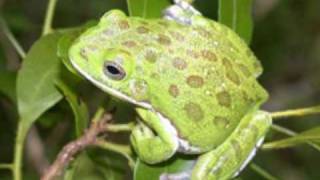 Barking Tree Frog Sounds [upl. by Bellis]