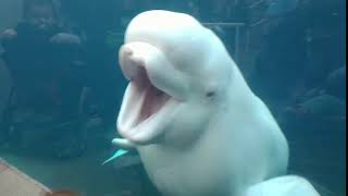 The majestic beluga whale song [upl. by Noyar]