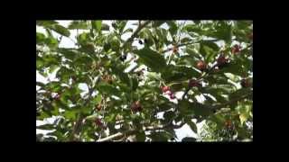 How To Grow a Mulberry Tree From a Cutting [upl. by Hirsch]