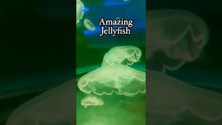 Jellyfish Amazing hawaii maui jellyfish fish sealife cool wow ocean oceanlife love omg [upl. by Notniw]