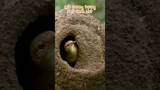 Sarang burung ovenbird unik dari tanah liat shorts caripedia yearofyou [upl. by Guss475]