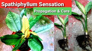 Spathiphyllum Peace Lily Propagation amp Care  Silver Sensation [upl. by Lessig]