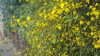 ดอกมะลิฤดูหนาวสีเหลือง Winter Jasmine [upl. by Benia]