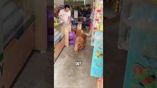 QQ’s exchange adventure 😂😂cuteanimals dog funny shortvideo [upl. by Idola]