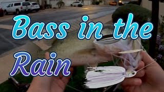 bass fishing with spinnerbaits while its raining [upl. by Omero156]