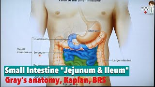 Small Intestine quotJejunum amp Ileumquot Anatomy 79 [upl. by Blakeley]