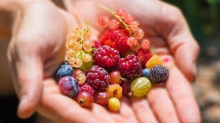 Harvesting 12 DIFFERENT kinds of BERRIES at ONCE from the GARDEN [upl. by Phenica606]