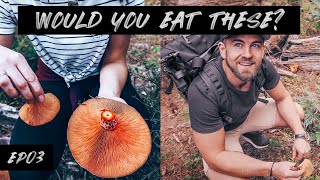 How to forage for wild mushrooms NSW for beginners  epic winter cookup EP03 [upl. by Aihsaei]