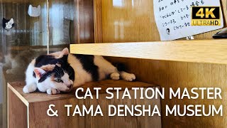 Japan Cat Station Master amp Tama Densha Museum train wakayama tamaden japanrailway cat [upl. by Ediva]