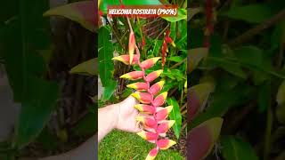 Heliconia rostrata 🌎🌱💧🇬🇹agricultura jardin gardenflower garden medioambiente [upl. by Ajile]