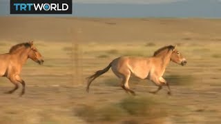 Wild Horses Przewalski horses released into native Mongolia [upl. by Otiragram405]