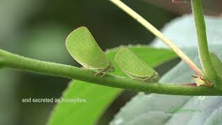 Coneheaded Planthoppers Acanalonia conica on Passion Flower [upl. by Isabelle]