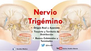 Anatomía  Nervio Trigémino Ganglios Ramos Oftálmico Maxilar y Mandibular [upl. by Yssirk]