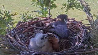 Dorset Hobby Falcons Chick does wingers nibbles mum amp other toddler shenanigans 🤭 2024 Jul 26 [upl. by Mahoney55]