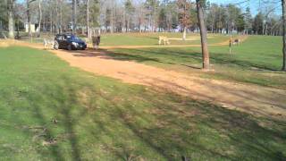 Zebra and Eland at Cherokee Trace DriveThru Safari [upl. by Anahsor]