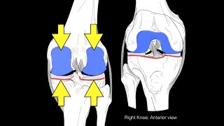 Knee joint structure and actions [upl. by Neidhardt471]