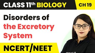 Disorders of the Excretory System  Class 11 BiologyNEETAIIMS [upl. by Liag]