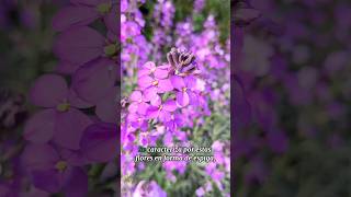 Floracion al máximo del Erysimum linifolium arbusto de bajo consumo hidrico [upl. by Chu]