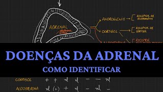 Como identificar as doenças da ADRENAL [upl. by Lehteb978]