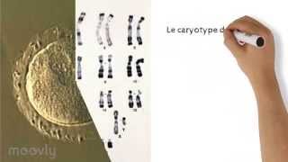 La conservation du nombre de chromosomes [upl. by Eendys]