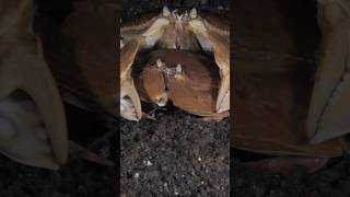 A couple of ShameFaced Crabs  Calappa calappa are making love underwatervideo underwatervideos [upl. by Oralla]