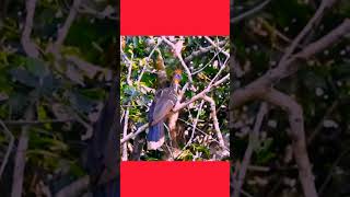 Hoatzin Bird Call  Unique Sounds of the Amazon HoatzinBirdExoticBirdsWildlifeSounds [upl. by Stanford155]