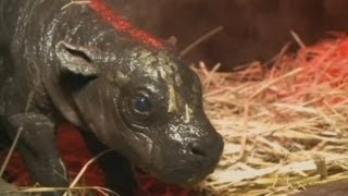 Pygmy hippo born in Chile Chilean zoo welcomes baby pygmy hippo to the world [upl. by Cassandra]