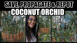 SAVING MY COCONUT ORCHID  Maxillaria Tenuifolia  Propagate Rescue Repot [upl. by Astera685]