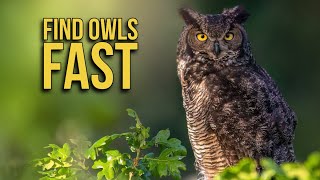 How to FIND and PHOTOGRAPH OWLS where you live  Wildlife photography  Nikon Z9 [upl. by Aleina]