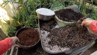 Aloe arborescens  aloe arborescens cuttings amp potting Jan82024 [upl. by Sucy]