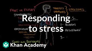 Responding to stress  Processing the Environment  MCAT  Khan Academy [upl. by Octavian]