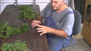 Propagating Emerald Green Arborvitae from Cuttings [upl. by Kcirdled514]