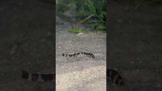 cute kuhli loach fish eating 🤍 [upl. by Alisan]