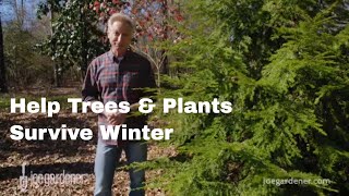 Helping Trees and Plants Survive Winter [upl. by Hellah31]