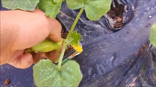 Kif tkabbar ilqara aħmar growing pumpkin [upl. by Rexford84]