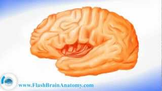 Brain Anatomy And Lateral Brain Cortex [upl. by Nadirehs]