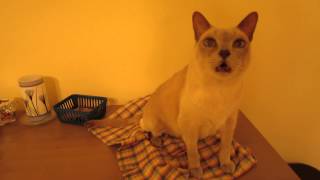 Conversation with a Tonkinese Cat [upl. by Paulo426]