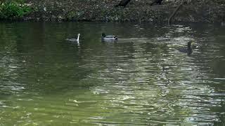 Great Crested Grebe shooing Cormorant [upl. by Ahsekar685]