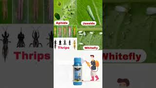 Bayer Solomon Insecticide farming royalशेतकरी शेतकरी agriculture शेती farmer शेतकरीbrand [upl. by Bedelia]