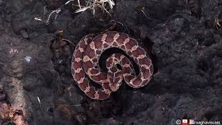 Saw scaled viper making warning sound amp attacking [upl. by Hcib14]