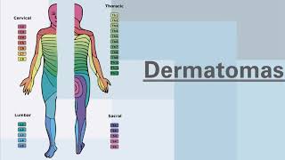 Dermatomas y miotomas Neurorehabilitación [upl. by Eveivenej]