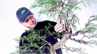 How To Make A Natural Bonsai  FULL PROCESS amp EXPLANATION [upl. by Avehstab]