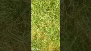 greengrass dhruvagrass bermudagrasscouchgrassscutchgrass [upl. by Fayina]