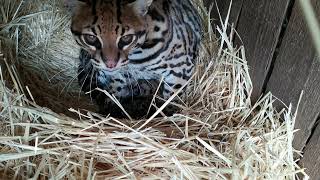 мама оцелотика The mother of the baby ocelot [upl. by Shandeigh]