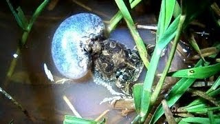 Pereréca Inchando e Cantando Physalaemus marmoratus [upl. by Esilahc857]