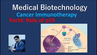 Role of p53 in Cancer Cancer Immunotherapy Part4 Medical Biotechnology [upl. by Royo226]