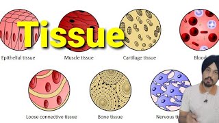 Tissue of Human body  The Human Anatomy [upl. by Nongim25]